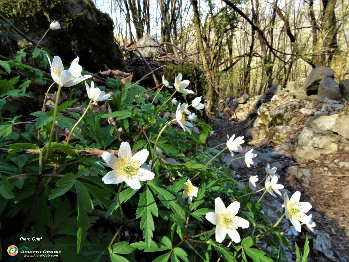 86 Distese di  Anemone nemorosa (Anemonoides nemorosa) .JPG